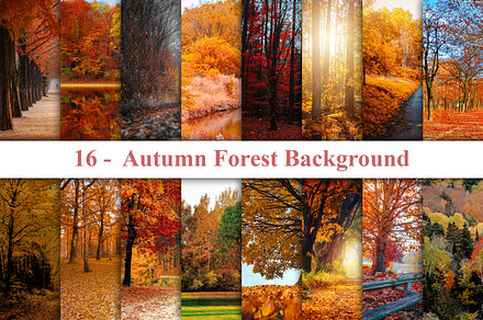 Autumn Forest Background