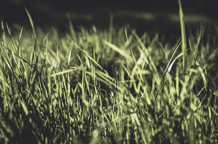Fresh grass background containing green, lawn, and plant