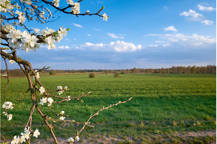 Springtime field with planted crop