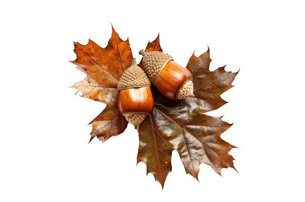 Autumn acorns on oak leaves isolated