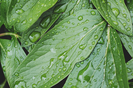 Lush greenery with raindrops