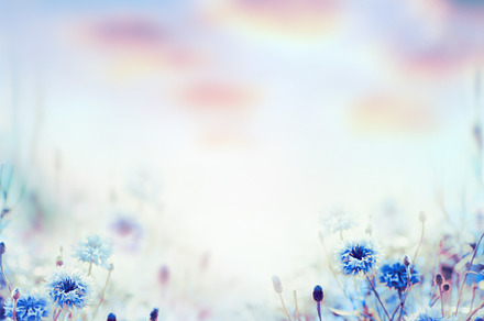 Nature background with cornflowers