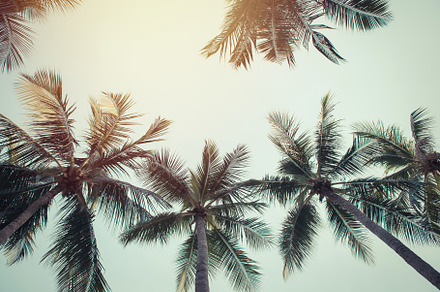 Coconut palm trees containing coconut, tree, and palm