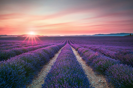 Lavender flower blooming fields containing lavender, lavande, and sunset