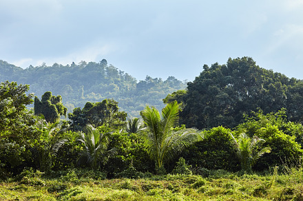 tropical jungle landscape