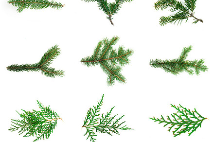 Fir branch white isolated