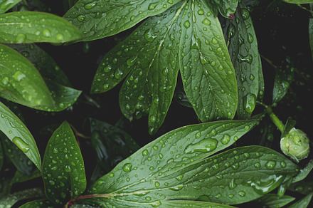 Lush greenery with raindrops photo